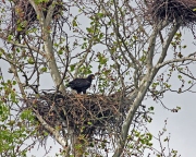 Eaglet2web