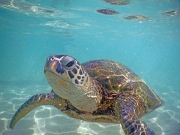 sea turtle